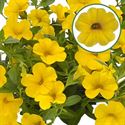 Bild von Calibrachoa P12 Yellow